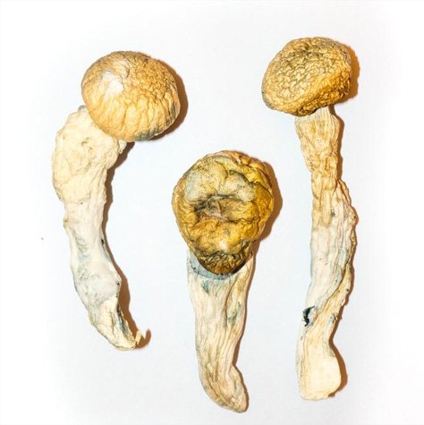 Buy Penis Envy Cubensis