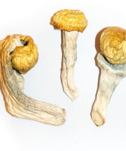 Buy Penis Envy msuhrooms online