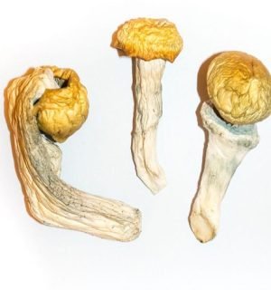 Buy Penis Envy msuhrooms online