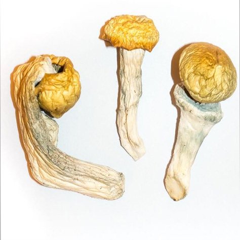 Buy Penis Envy msuhrooms online